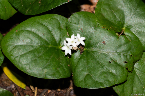 Geophila macropoda (Ruiz & Pav.) DC.