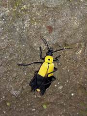 Chauliognathus heros