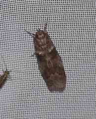 Sciota subcaesiella