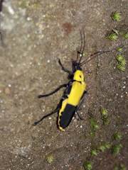 Chauliognathus heros