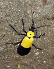 Chauliognathus heros