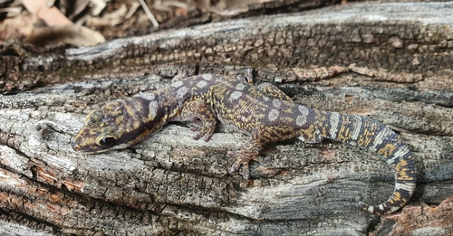 Ocellated Velvet Gecko