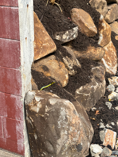 Common Tree Snake sighting