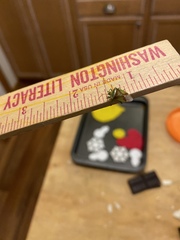 Closterotomus norwegicus