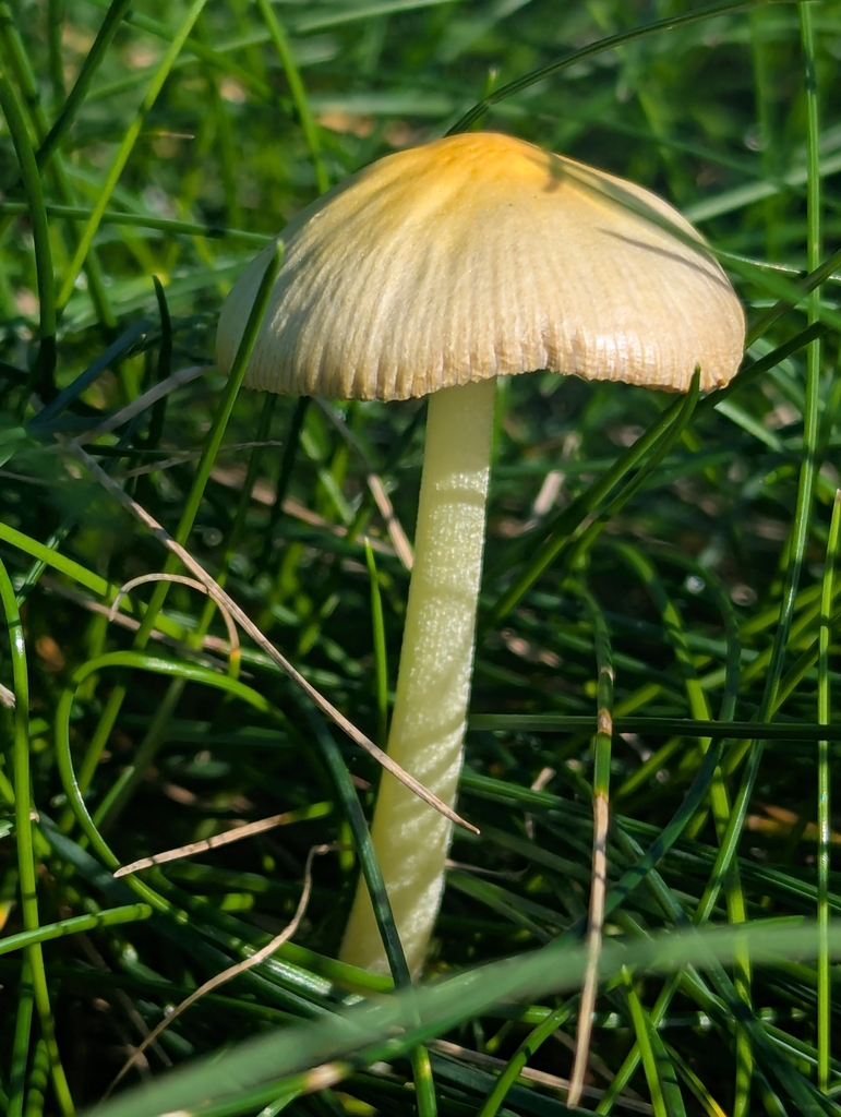 Bolbitius titubans · November 2025 · photo: © alisonwestwood (iNaturalist, cc0)