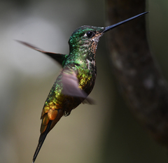 Coeligena bonapartei