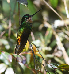 Coeligena bonapartei