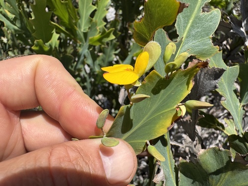 Holly-leaved Pea Flower
