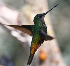 Coeligena bonapartei