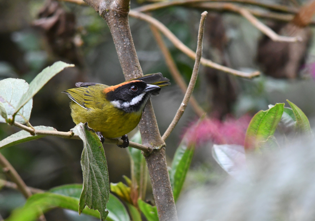 Gorri&oacute;n-mont&eacute;s Bigotudo (Atlapetes albofrenatus)