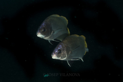 Sciaena umbra