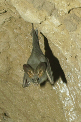 Megaderma spasma