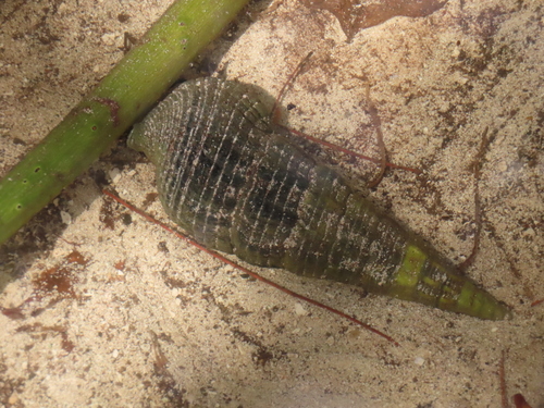 Terebralia palustris