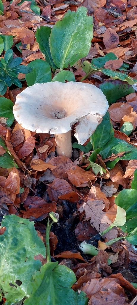 Infundibulicybe geotropa · November 2025 · photo: © suedowning (iNaturalist, cc0)