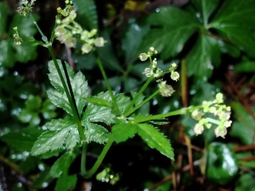Sanicula liberta