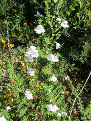 Prostanthera cuneata