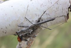 Bolivaria brachyptera