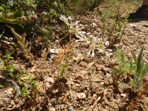 Wineblotch Storksbill (Pelargonium trifoliolatum)