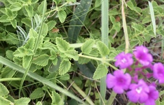 Lantana entrerriensis