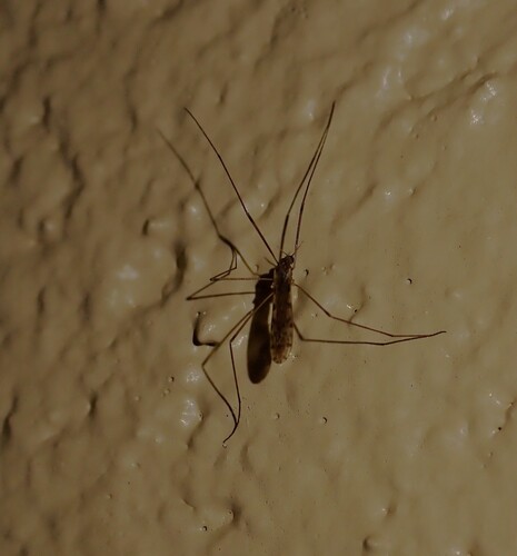 Unknown species found near Dunedin, FL, USA