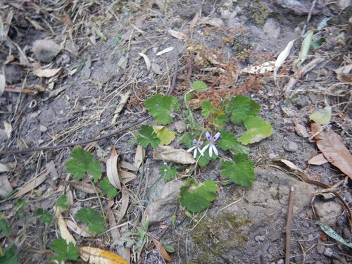 Pelargonium columbinum, photograph 3