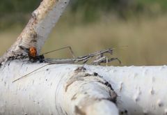 Bolivaria brachyptera