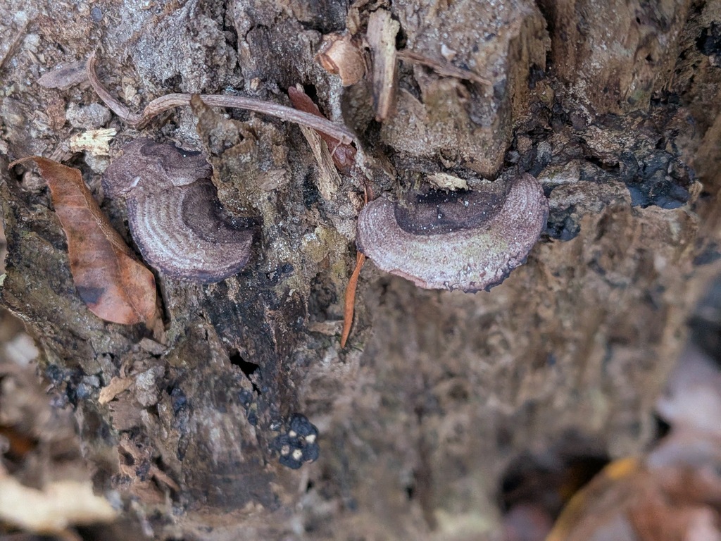 Nigroporus vinosus