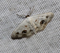 Scopula lautaria