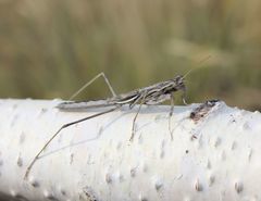 Bolivaria brachyptera