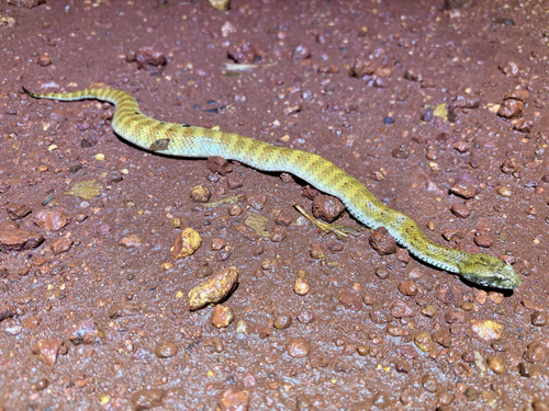 Rough-scaled Death Adder sighting