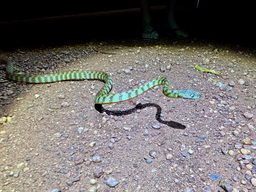 Brown Tree Snake sighting