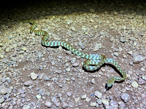 Brown Tree Snake sighting