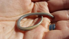 Anniella geronimensis