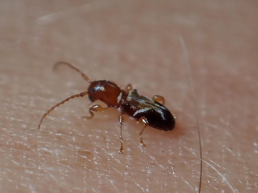 Gracilosphya