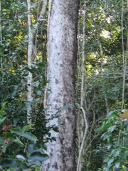 Sebastiania adenophora
