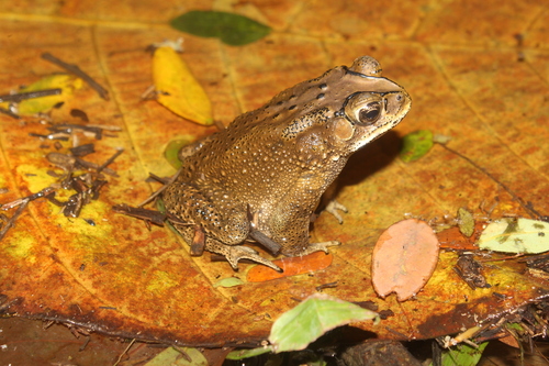 Duttaphrynus melanostictus