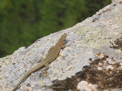 Archaeolacerta bedriagae