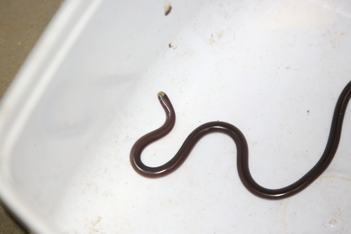Blackish Blind Snake sighting