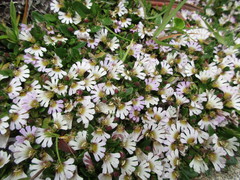 Scaevola hookeri
