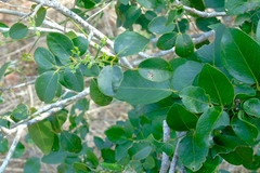 Amyris balsamifera