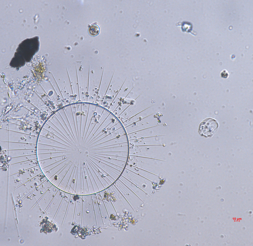 Gossleriella tropica