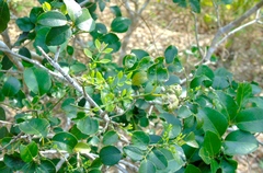Amyris balsamifera