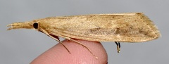 Donacaula melinellus
