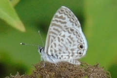 Leptotes cassius cassidula
