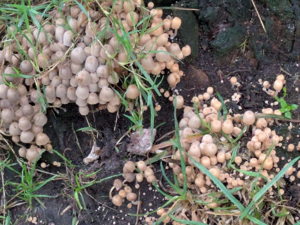 Coprinellus disseminatus · November 2025 · photo: © marco_zaccaria (iNaturalist, cc-by)