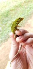 Anolis parvauritus