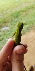 Anolis parvauritus