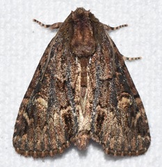 Phosphila turbulenta