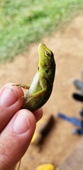 Anolis parvauritus