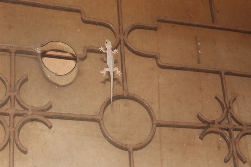 Hemidactylus frenatus